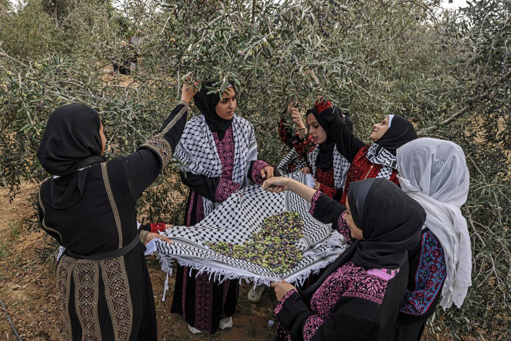 In Palestine, Protecting One of the World's Oldest Olive Trees Is