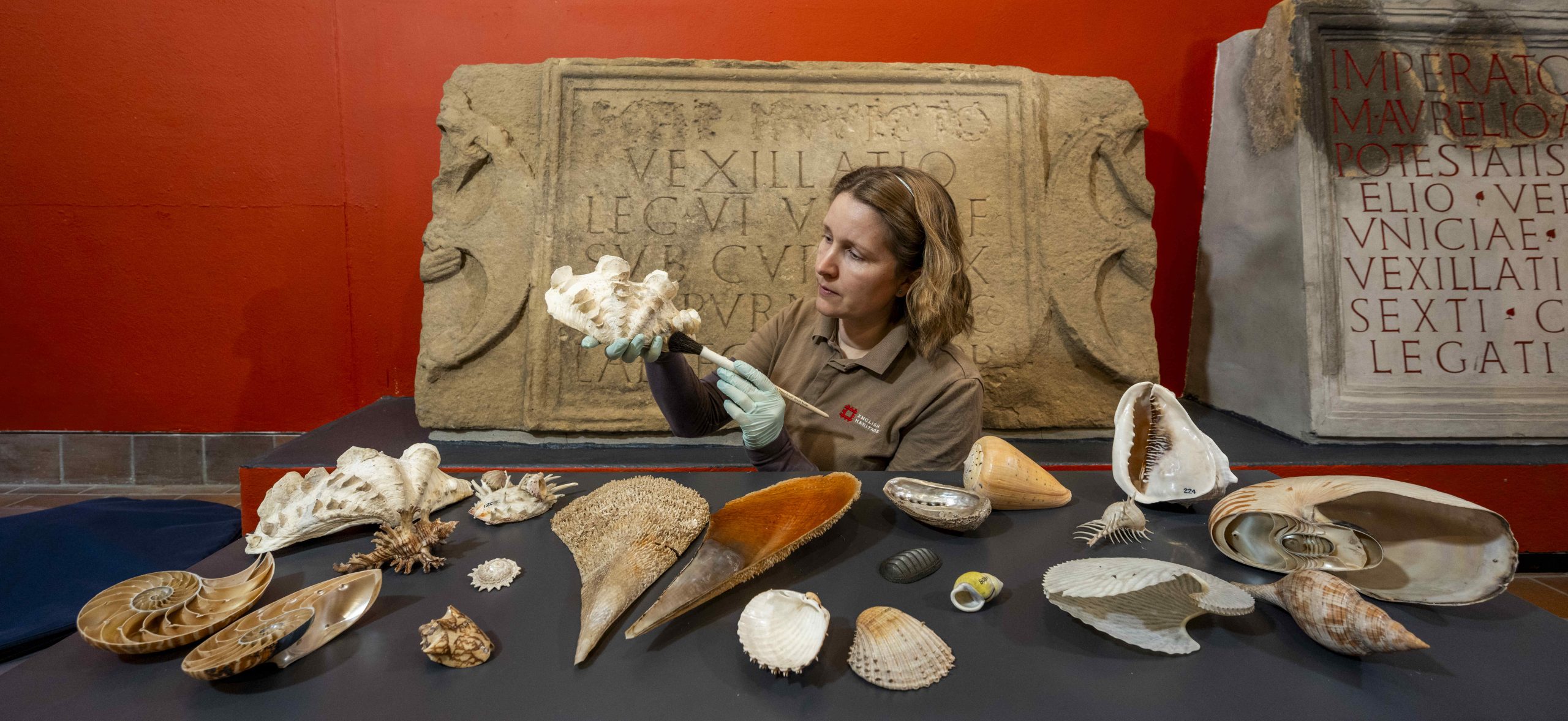 Long-Lost Shells Collected by Captain Cook on His Final Voyage Go on View