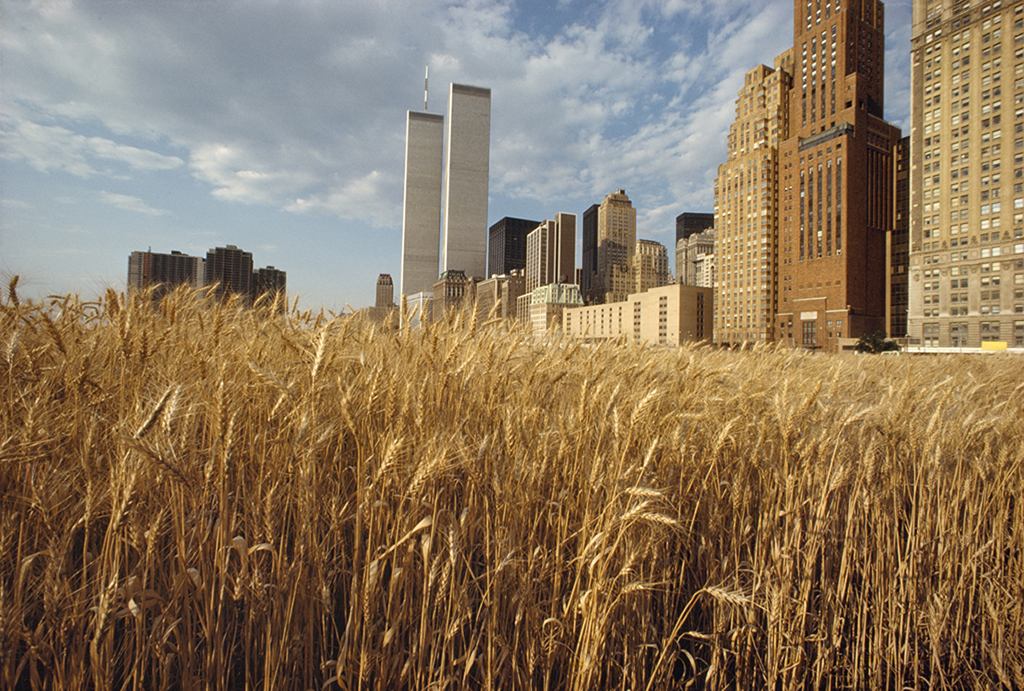 In 1982, Artist Agnes Denes Planted a Wheatfield in Lower Manhattan ...