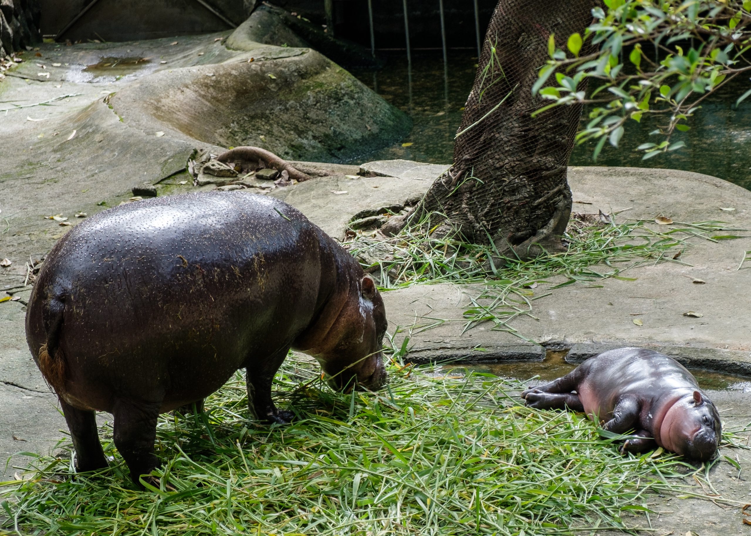 what zoo is moo deng the hippo at
