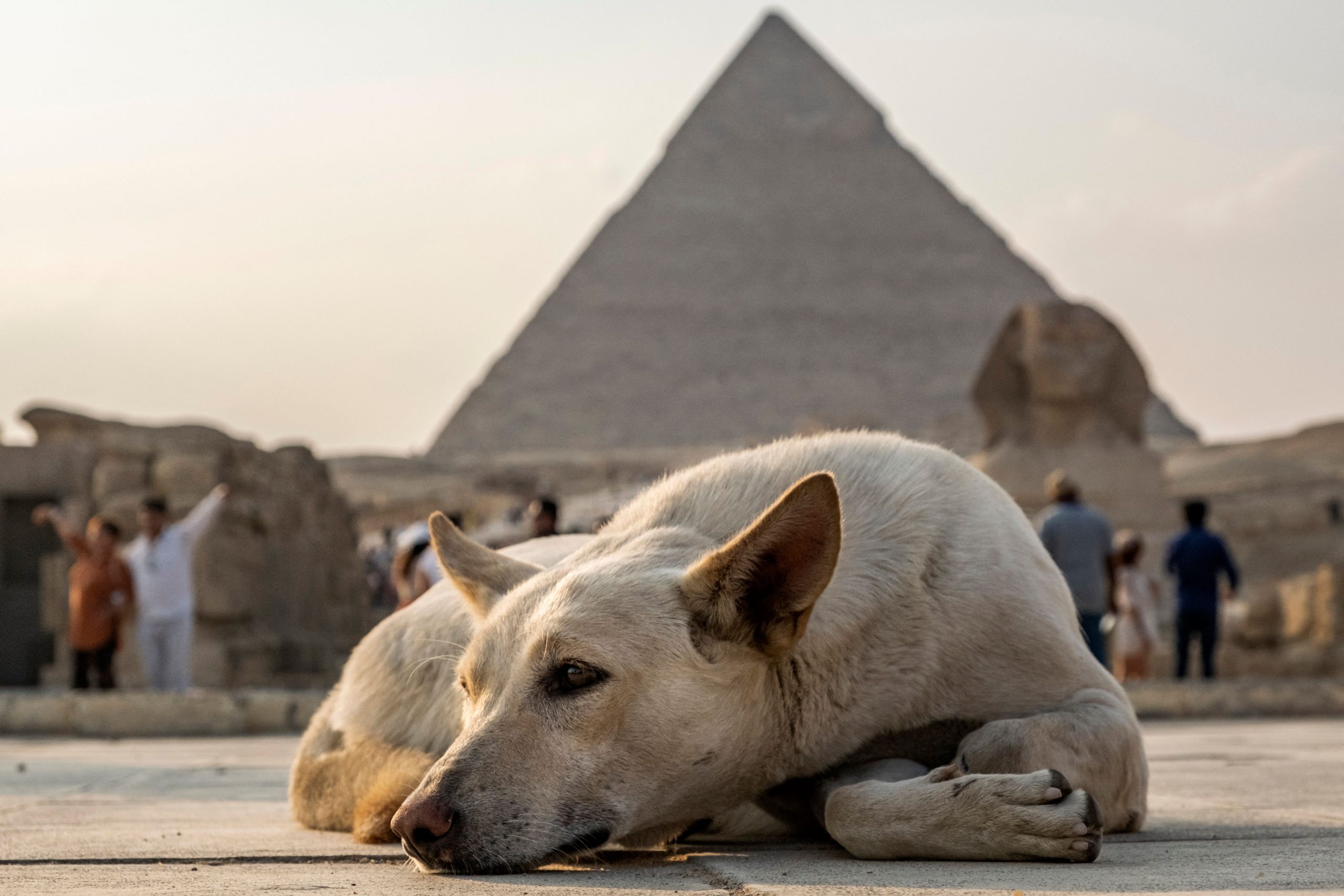 Stray Dog's Pyramid Climb Goes Viral—And Raises Concerns for Giza's Ancient Monuments