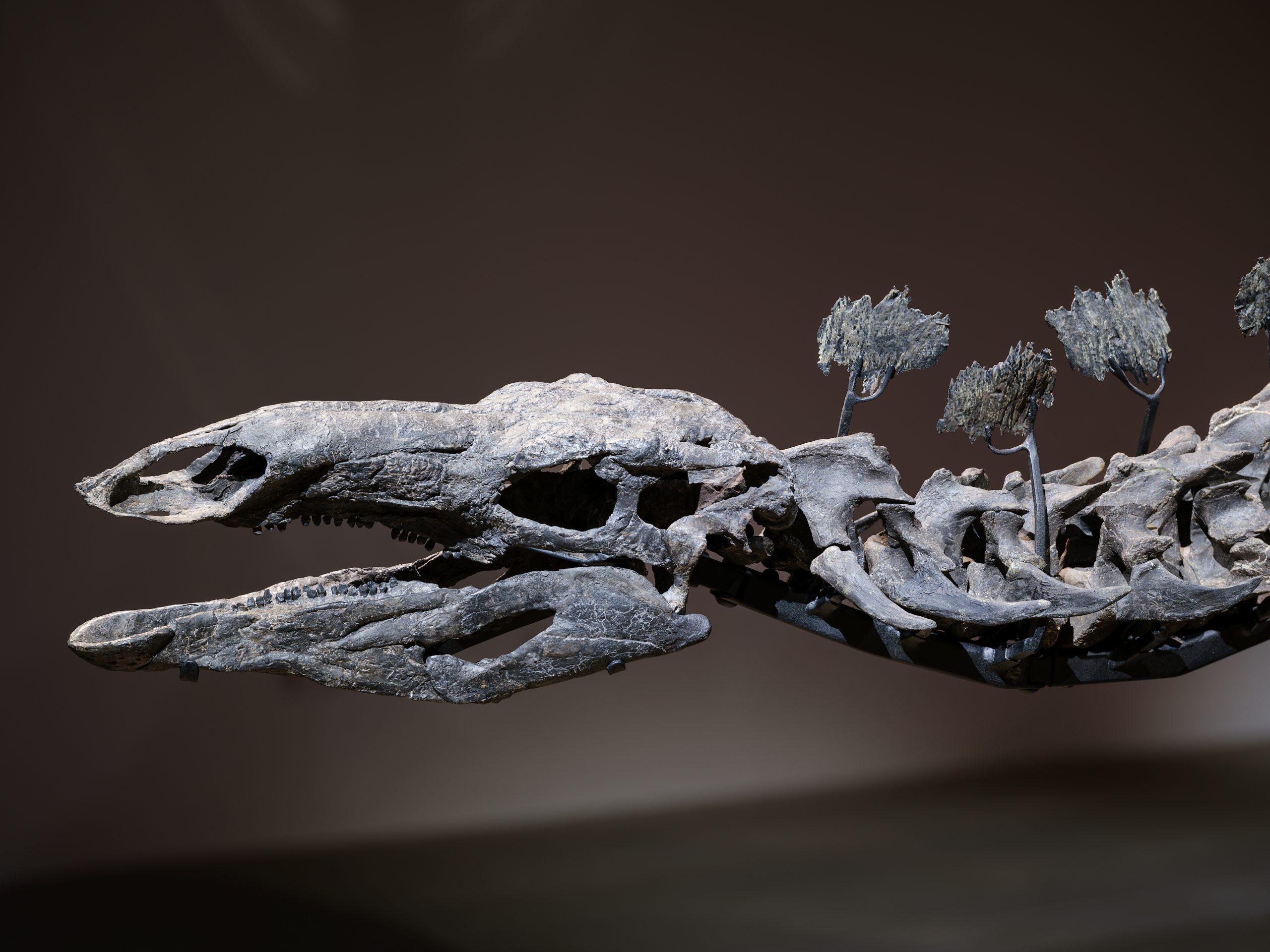 apex-amnh-3-scaled.jpg