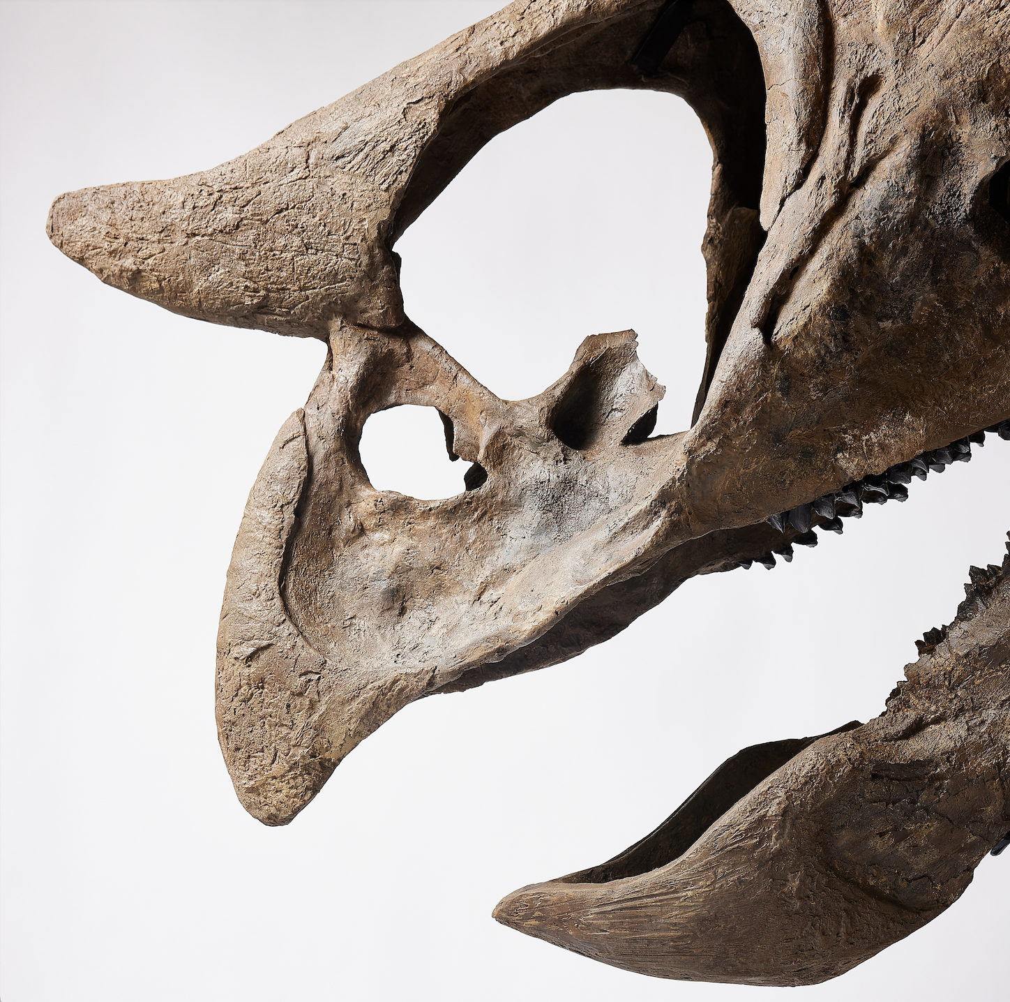 Museum-Grade Triceratops Skull Up for Auction